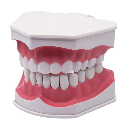 Giant Teeth Model with Toothbrush and Removable Teeth Standard Human Teeth Didactic Teaching Demonstration Education