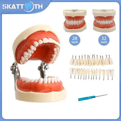 28/32 Teeth Model Dental Teaching Model Soft Gum Typodont Teeth Model Dentist Technician Practice Training Demonstration Model