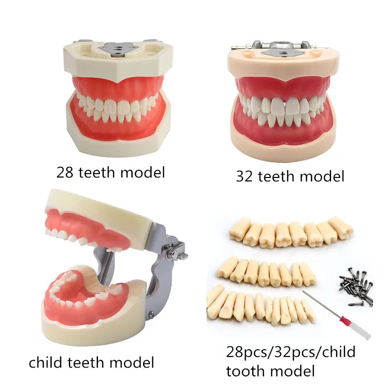 41 Styles Dental Model Teeth Teaching Model Dentist Typodont Orthodontic Jaw Model For Studying   Dentistry Products Accessories