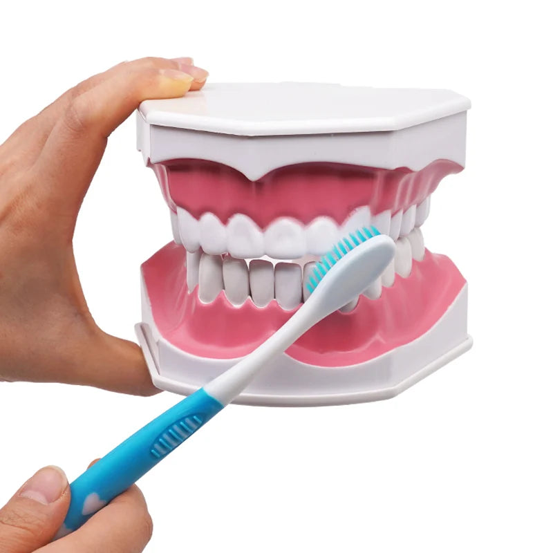 Giant Teeth Model with Toothbrush and Removable Teeth Standard Human Teeth Didactic Teaching Demonstration Education