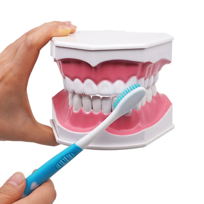 Giant Teeth Model with Toothbrush and Removable Teeth Standard Human Teeth Didactic Teaching Demonstration Education