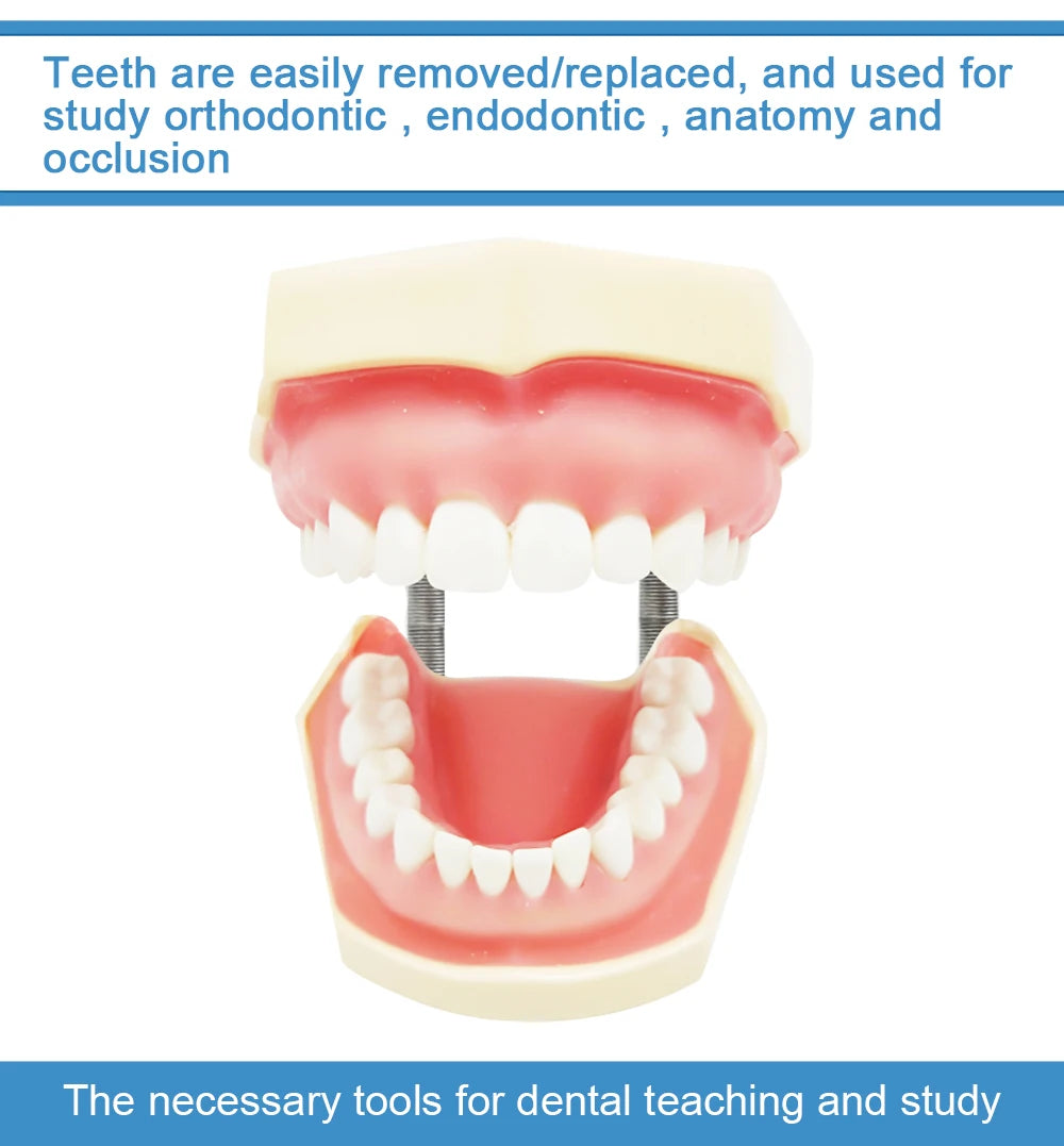 28/32 Dental Teeth Model For Dental Technician Practice Training Studyting Dentistry Typodont Models With Removable Tooth