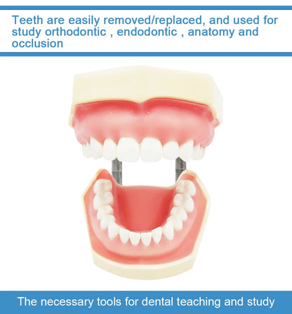 28/32 Dental Teeth Model For Dental Technician Practice Training Studyting Dentistry Typodont Models With Removable Tooth