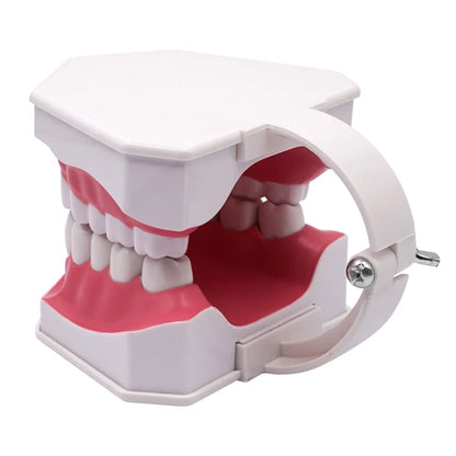 Giant Teeth Model with Toothbrush and Removable Teeth Standard Human Teeth Didactic Teaching Demonstration Education