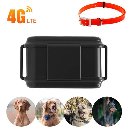 Pet GPS Tracker Hunting Dog 4G GPS Tracker for Animal Hound Dog GPRS Locator 3000mAh Battery Waterproof Free Web APP