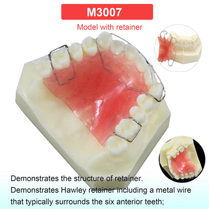 Dental Teeth Model Dental Teaching Models Implant Model Removable Dentistry Model Teeth For Training Studying Patient Education