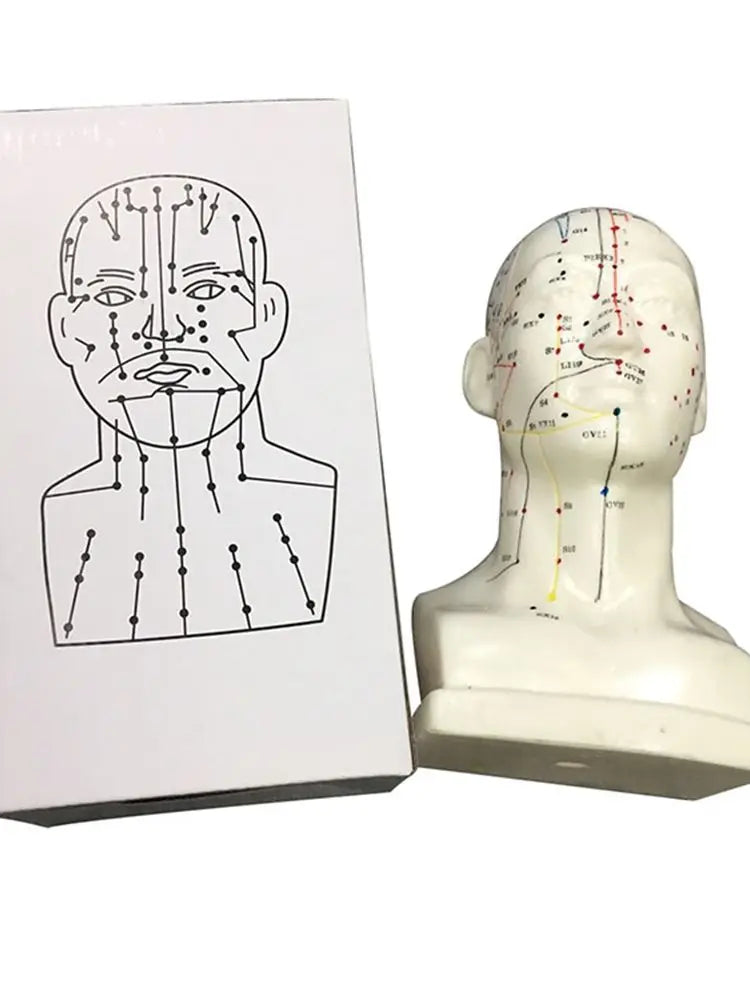 Head Acupuncture Model 20CM Chinese Traditional Medical High Definition Face Facial Acupoint Acupuncture Point Teaching Model