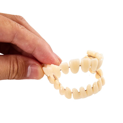 3size Universal Resin False Teeth Resin Model Durable Dentures Dental Material Teeth Teaching Model Dedicated Teeth