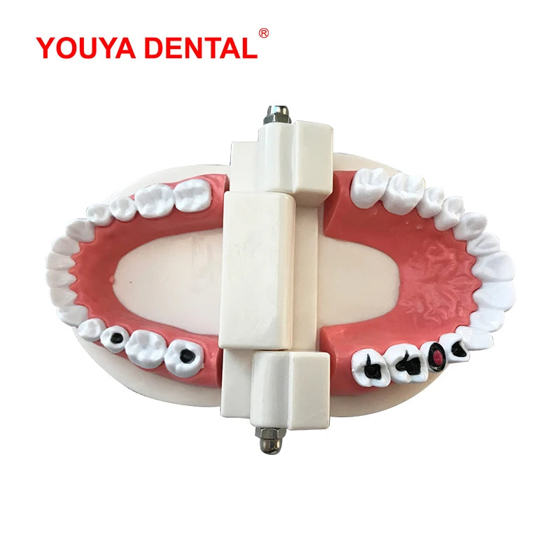 41 Styles Dental Model Teeth Teaching Model Dentist Typodont Orthodontic Jaw Model For Studying   Dentistry Products Accessories