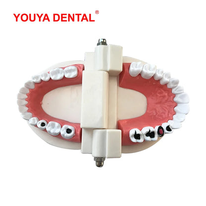 41 Styles Dental Model Teeth Teaching Model Dentist Typodont Orthodontic Jaw Model For Studying   Dentistry Products Accessories