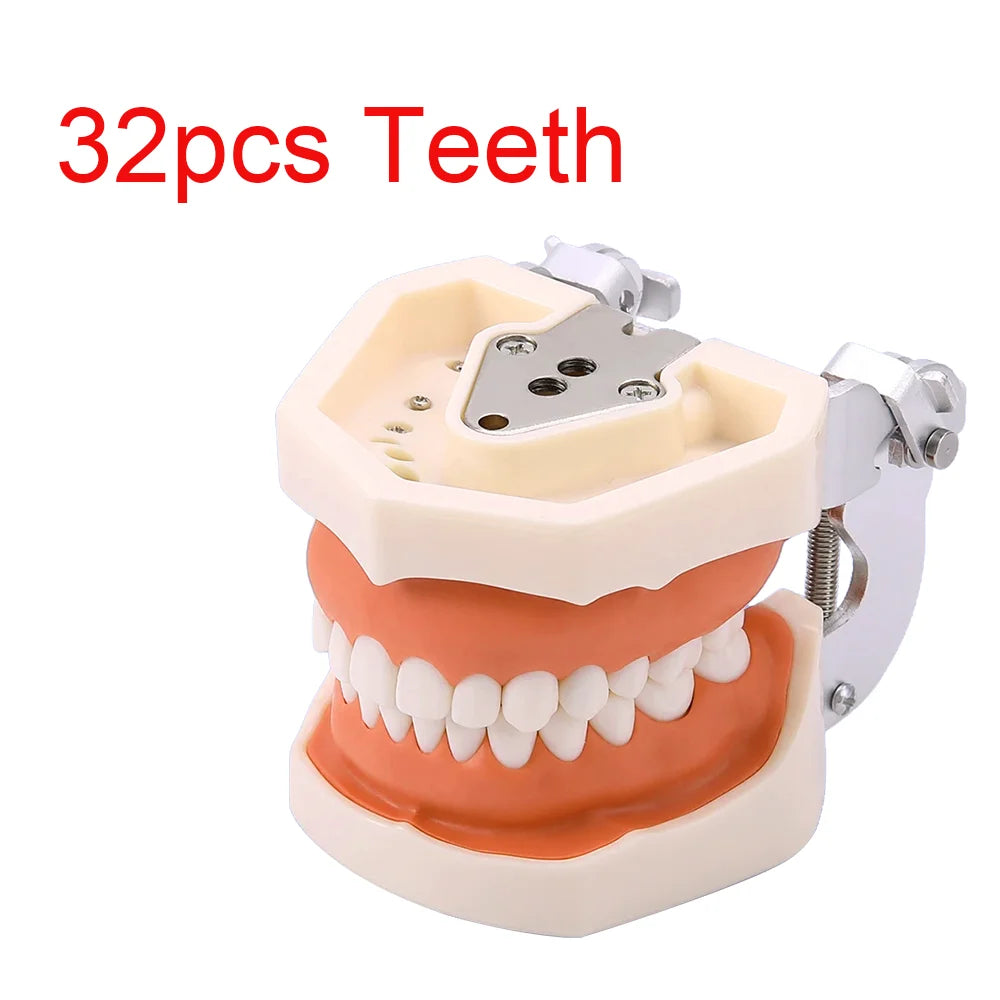 28/32 Dental Teeth Model For Dental Technician Practice Training Studyting Dentistry Typodont Models With Removable Tooth