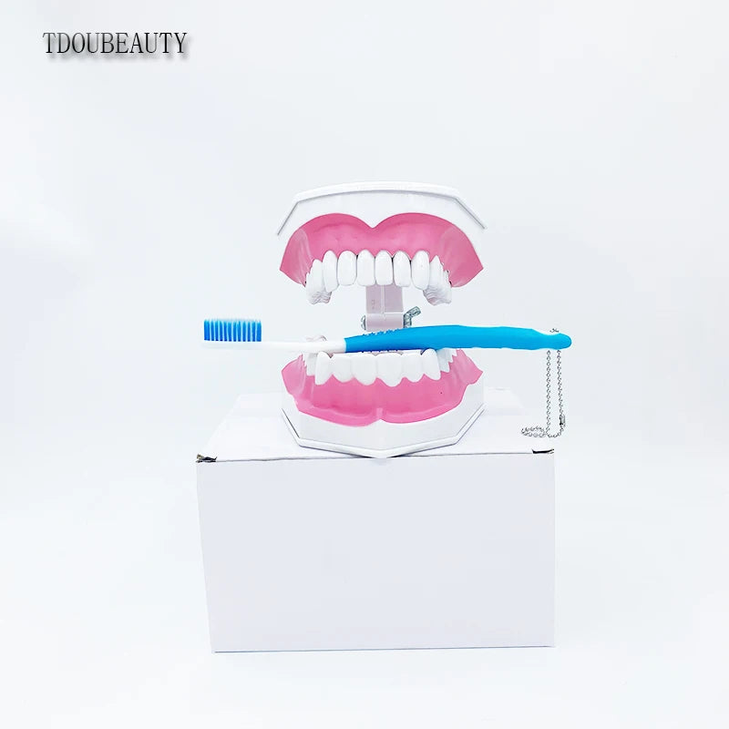 Teeth Model for Kids - 2 Times Teeth Model Large Teeth Model with Toothbrush Oversized Dental Model for Teeth Brushing