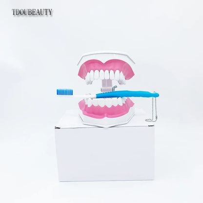 Teeth Model for Kids - 2 Times Teeth Model Large Teeth Model with Toothbrush Oversized Dental Model for Teeth Brushing