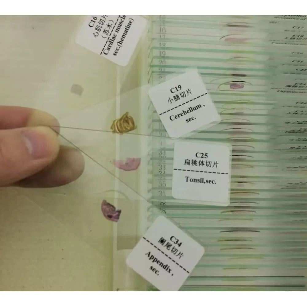 50 Pieces Set School Supplies Microscope Mixed Histology Prepared Slides for Educational Student
