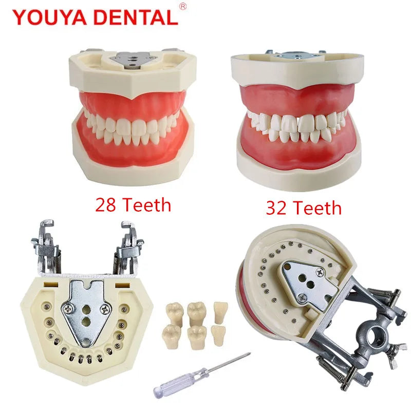 28/32 Teeth Model For Dental Technician Practice Training Jaw Typodont  Standard Dental Model Teeth Teaching Model With Soft Gum
