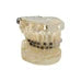 41 Styles Dental Model Teeth Teaching Model Dentist Typodont Orthodontic Jaw Model For Studying   Dentistry Products Accessories