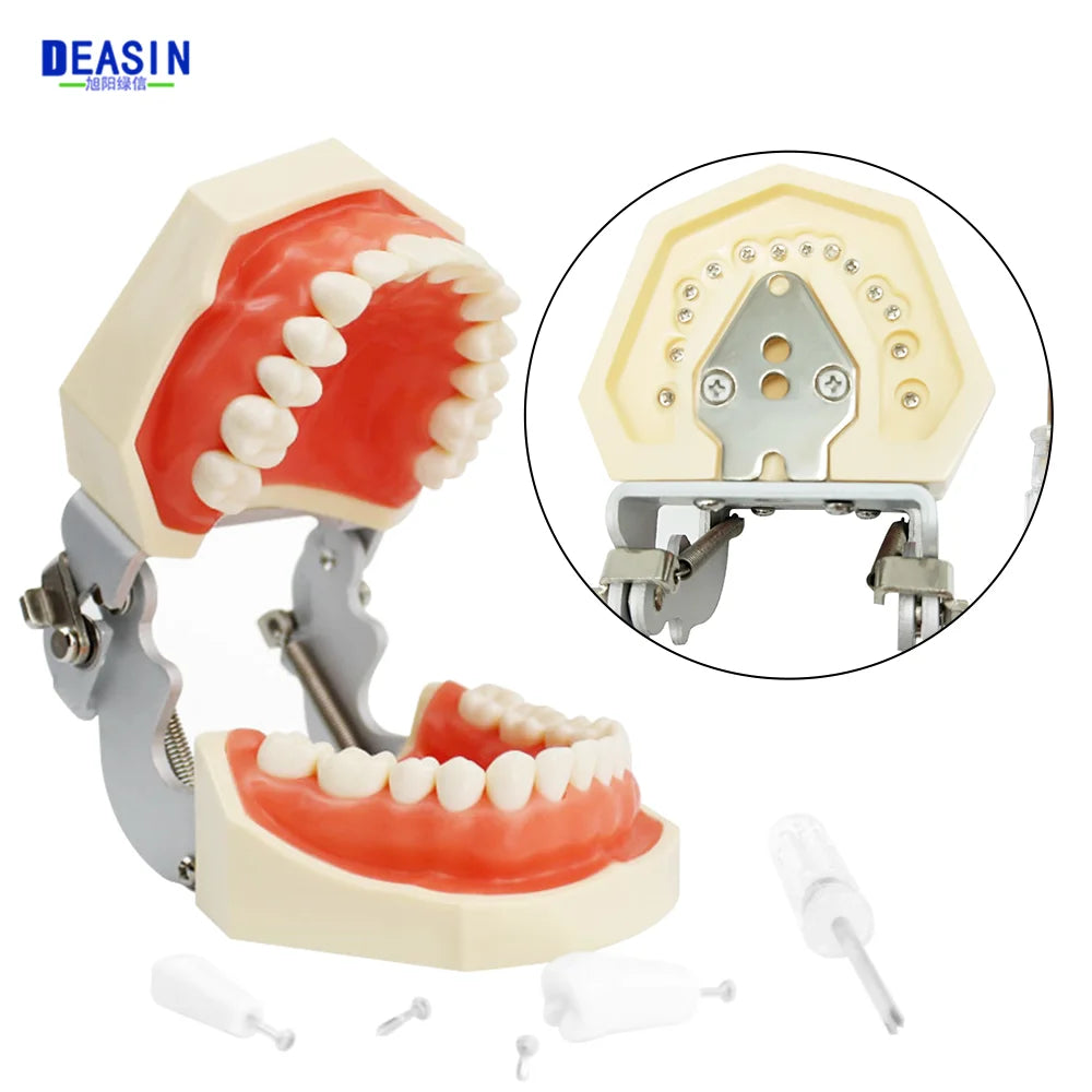 28/32 Dental Teeth Model For Dental Technician Practice Training Studyting Dentistry Typodont Models With Removable Tooth