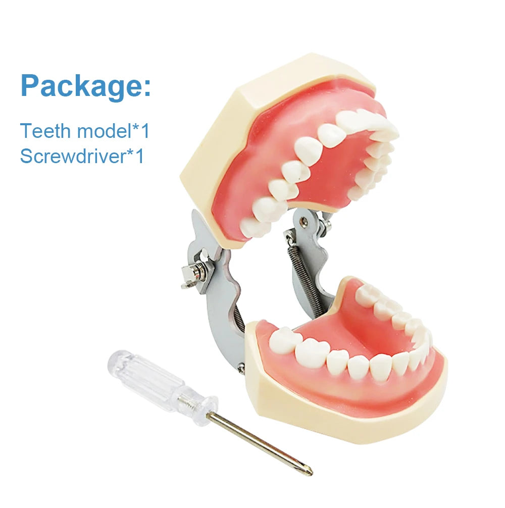28/32 Dental Teeth Model For Dental Technician Practice Training Studyting Dentistry Typodont Models With Removable Tooth