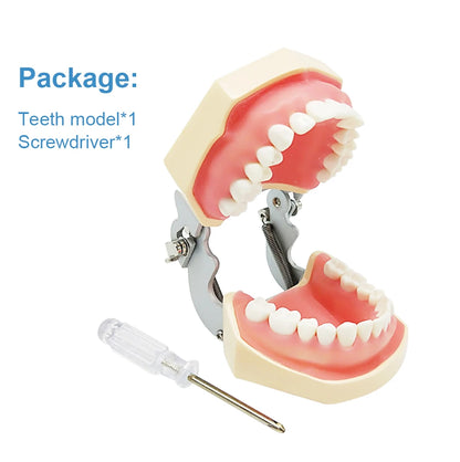 28/32 Dental Teeth Model For Dental Technician Practice Training Studyting Dentistry Typodont Models With Removable Tooth