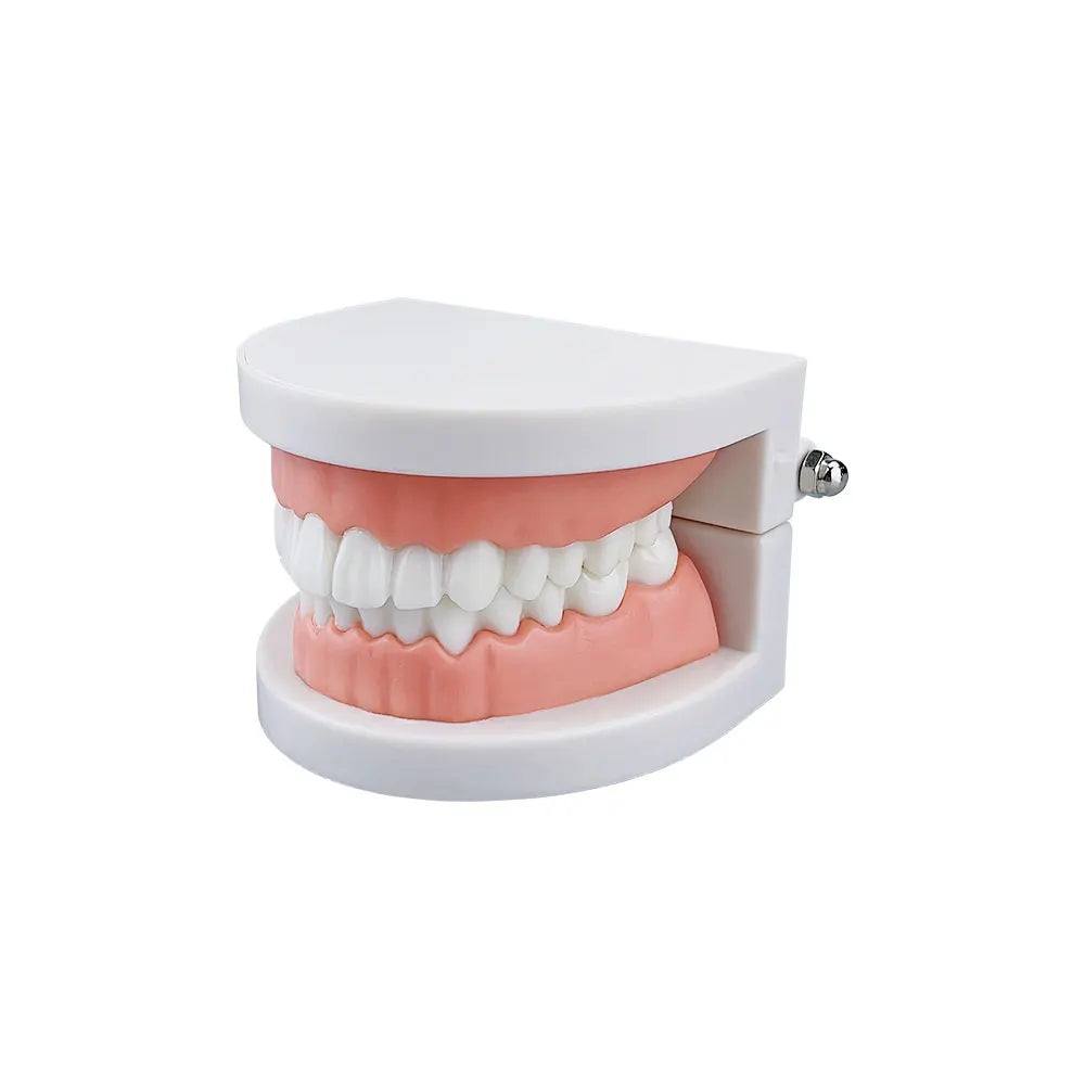 Standard 28 Tooth Teeth Teaching Model Children's Teeth Brushing Model Care Oral Education Studying Practice Tools