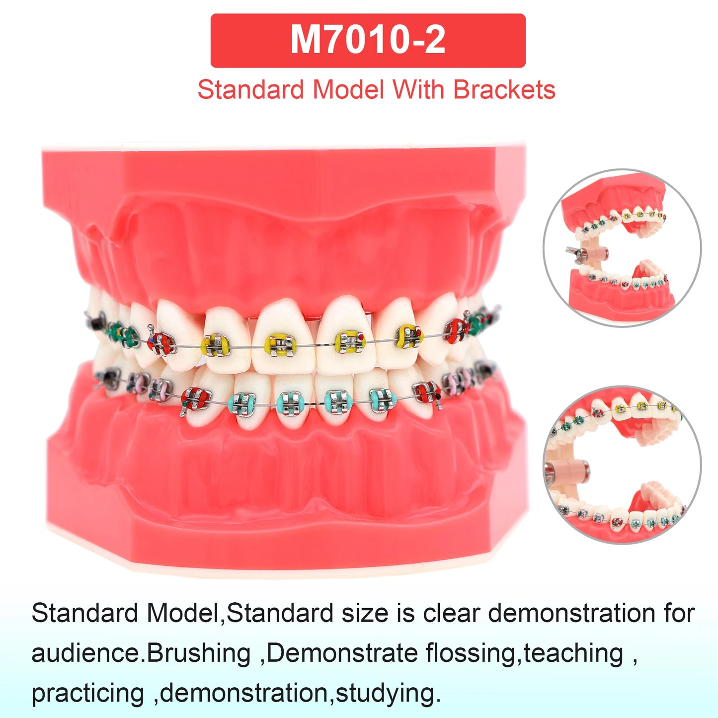 Dental Teeth Model Dental Teaching Models Implant Model Removable Dentistry Model Teeth For Training Studying Patient Education