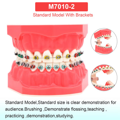 Dental Teeth Model Dental Teaching Models Implant Model Removable Dentistry Model Teeth For Training Studying Patient Education