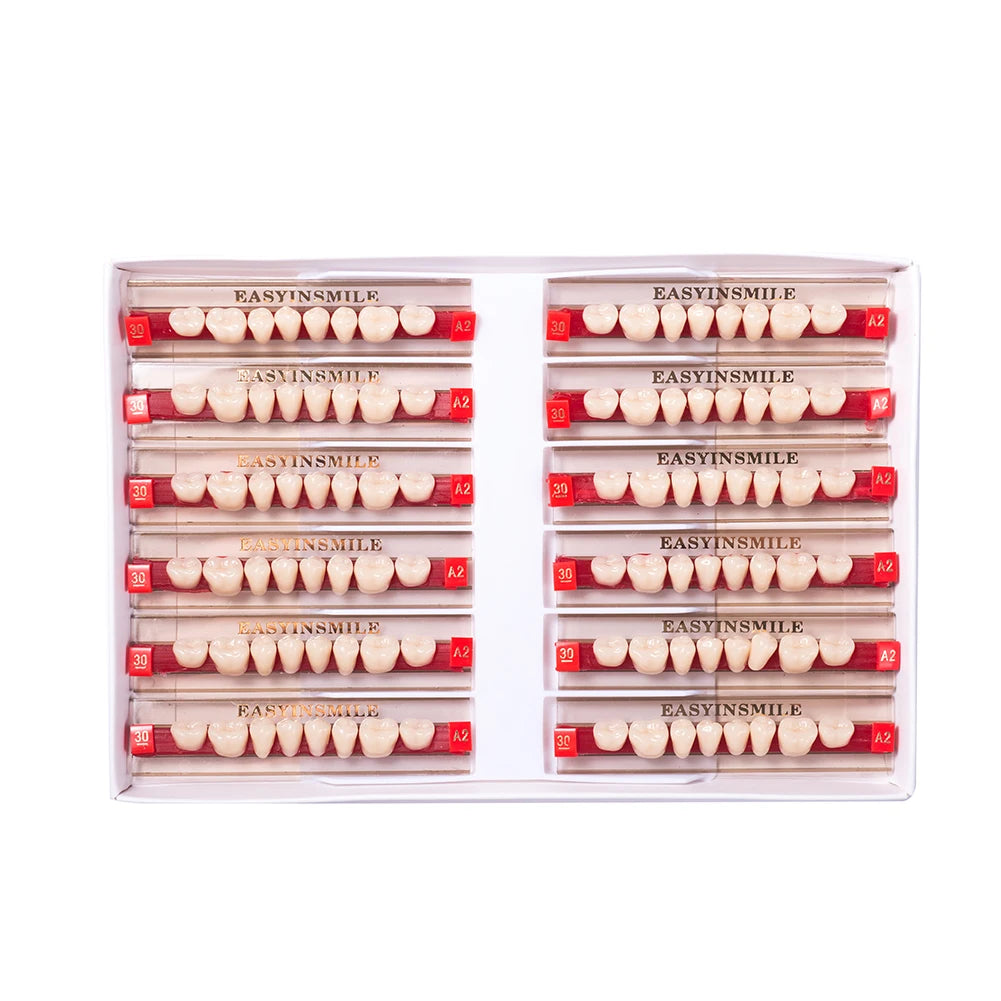 16/12 Sets/ Box Dental Teeth Anterior Posterior Polymer Denture acrylic Tooth A2 A3 2 Layers Dentistry Materials Education Model