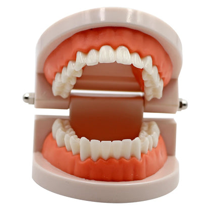 1pc Dental Teeth Model Standard Teeth Teaching Adult Tooth Model Study Training Tool Dentistry Lab Teeth Learn Material