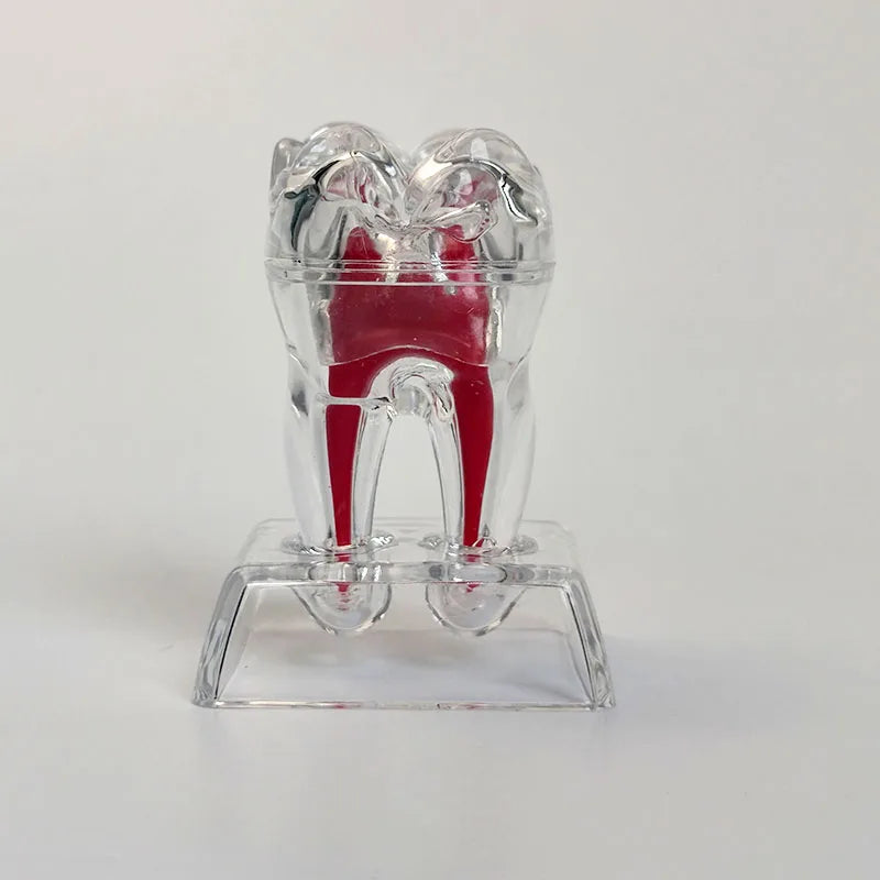 Dental Anatomical Model Transparent Luminous Detachable Single Tooth Decomposition Dentistry Clinic Ornaments 4xTeeth 70mm
