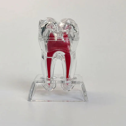 Dental Anatomical Model Transparent Luminous Detachable Single Tooth Decomposition Dentistry Clinic Ornaments 4xTeeth 70mm