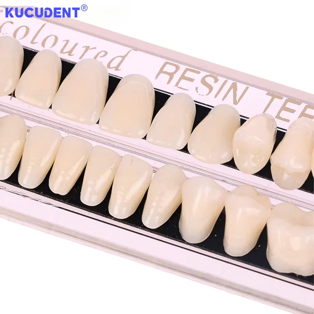 28teeth Resin Denture Teeth Dental Synthetic Resin Teeth Teeth Teaching Model Permanent Teeth Model Dental Material