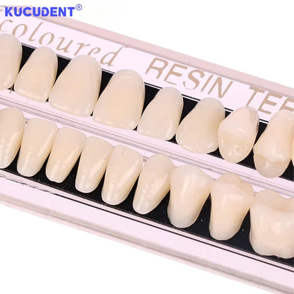 28teeth Resin Denture Teeth Dental Synthetic Resin Teeth Teeth Teaching Model Permanent Teeth Model Dental Material