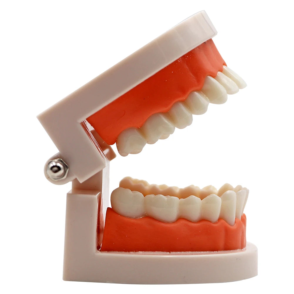 1pc Dental Teeth Model Standard Teeth Teaching Adult Tooth Model Study Training Tool Dentistry Lab Teeth Learn Material
