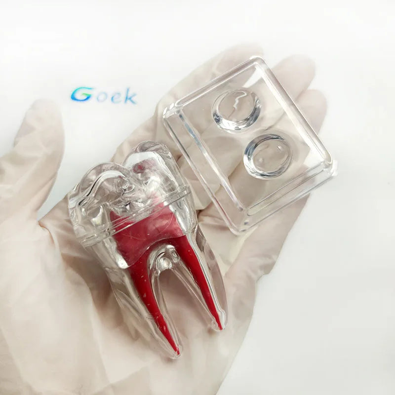 Dental Anatomical Model Transparent Luminous Detachable Single Tooth Decomposition Dentistry Clinic Ornaments 4xTeeth 70mm