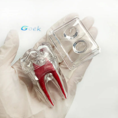 Dental Anatomical Model Transparent Luminous Detachable Single Tooth Decomposition Dentistry Clinic Ornaments 4xTeeth 70mm