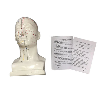 Head Acupuncture Model 20CM Chinese Traditional Medical High Definition Face Facial Acupoint Acupuncture Point Teaching Model