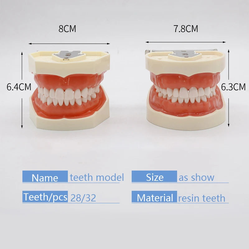 28/32 Teeth Model Dental Teaching Model Soft Gum Typodont Teeth Model Dentist Technician Practice Training Demonstration Model