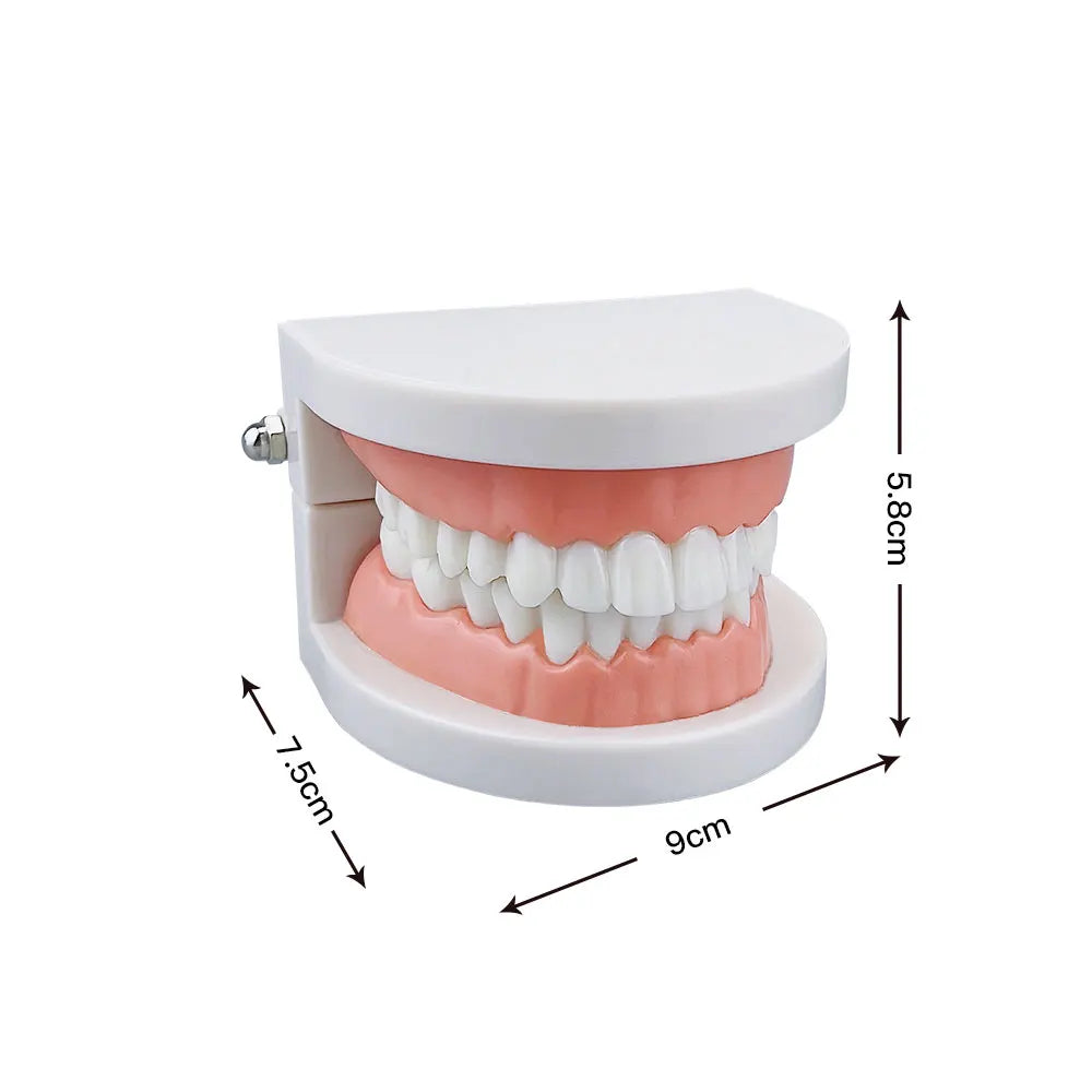 Standard 28 Tooth Teeth Teaching Model Children's Teeth Brushing Model Care Oral Education Studying Practice Tools