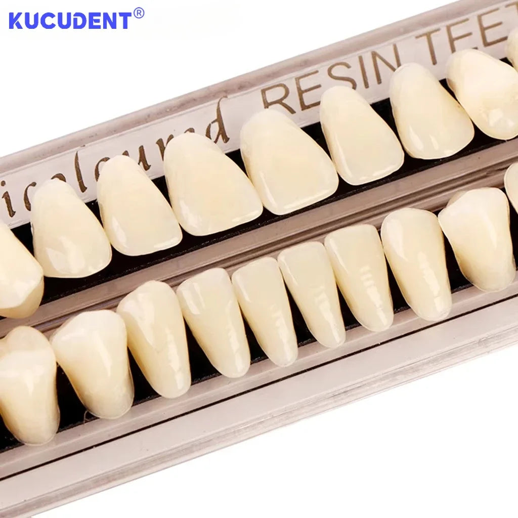 28teeth Resin Denture Teeth Dental Synthetic Resin Teeth Teeth Teaching Model Permanent Teeth Model Dental Material