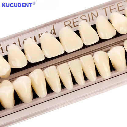 28teeth Resin Denture Teeth Dental Synthetic Resin Teeth Teeth Teaching Model Permanent Teeth Model Dental Material